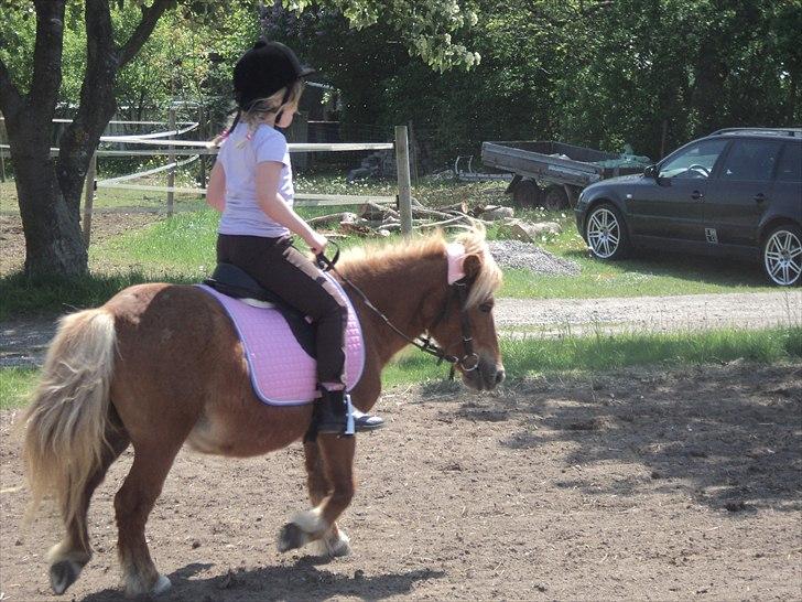 Shetlænder Lotta billede 7