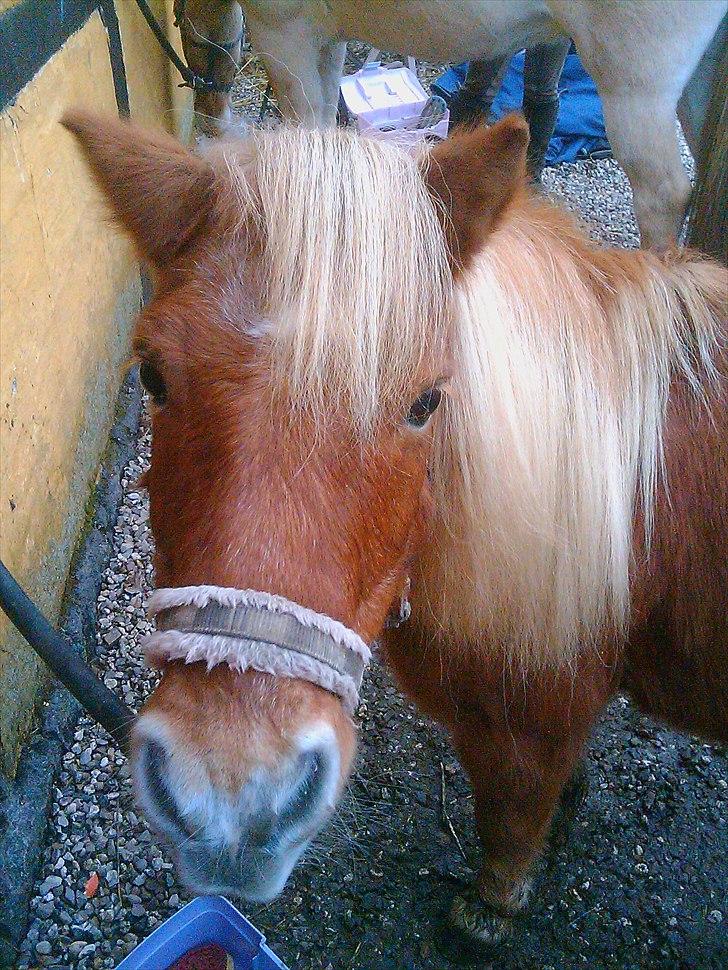 Shetlænder Lotta billede 8