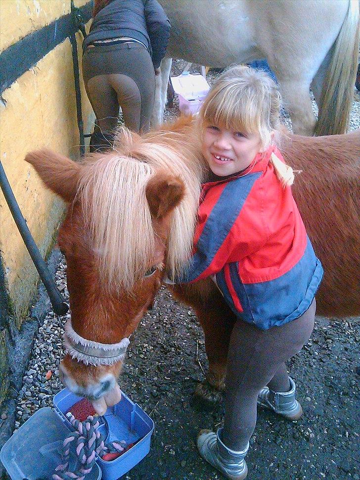 Shetlænder Lotta - Bedste venner :-) billede 9