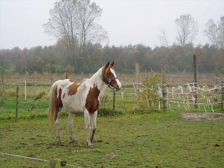 Pinto Lotus SPI 39 billede 4