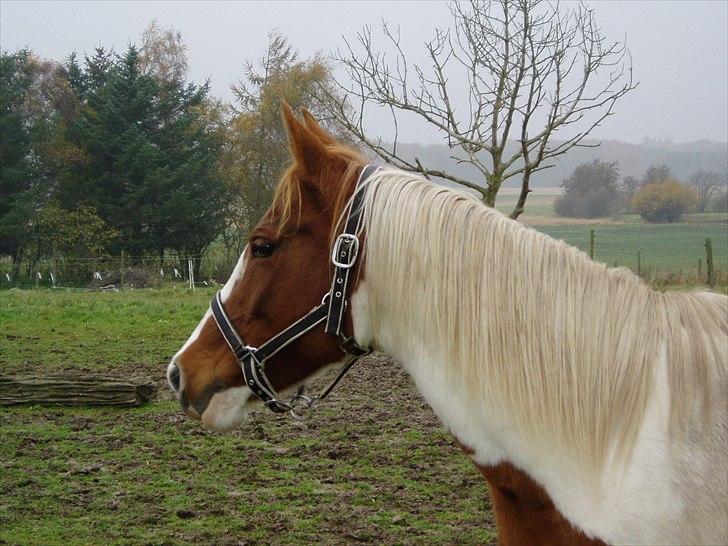 Pinto Lotus SPI 39 billede 7
