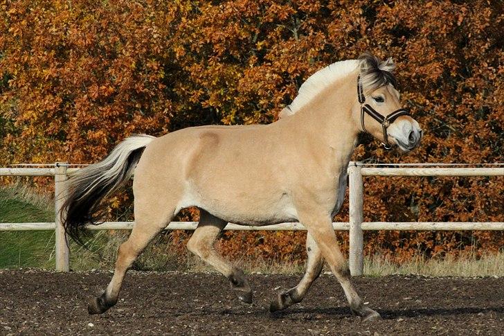 Fjordhest Ingunn Granlygaard - Ingunn Granlygaard 31.10.2010 billede 3