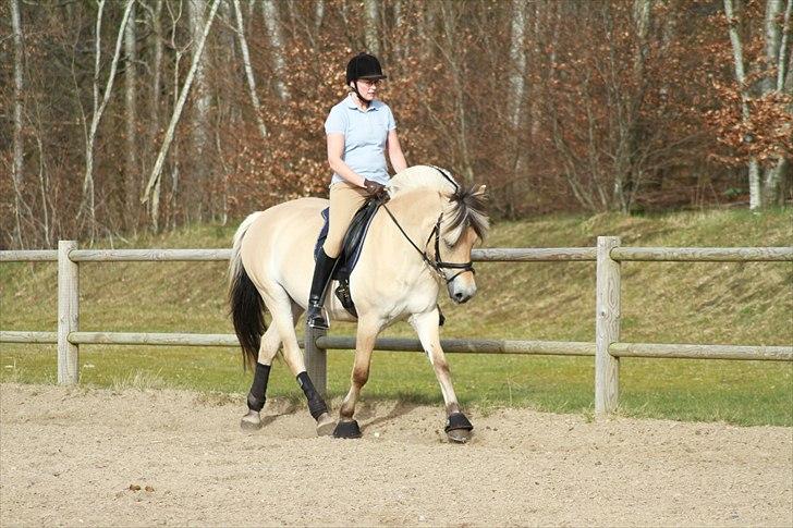 Fjordhest Ingunn Granlygaard - Ingunn og Pia Rosenhøj d.10.04.2011 billede 6