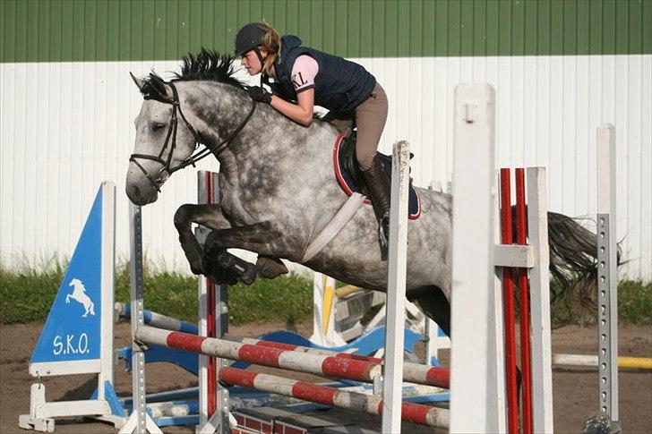 Dansk Varmblod Carneval Fever - Kort efter jeg havde fået ham. Foto: Sophie billede 16