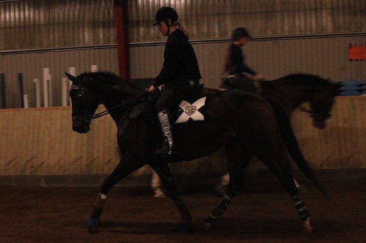 Anden særlig race Bøgedal's Fillipa - Træning:D (Foto: Nicoline) billede 9