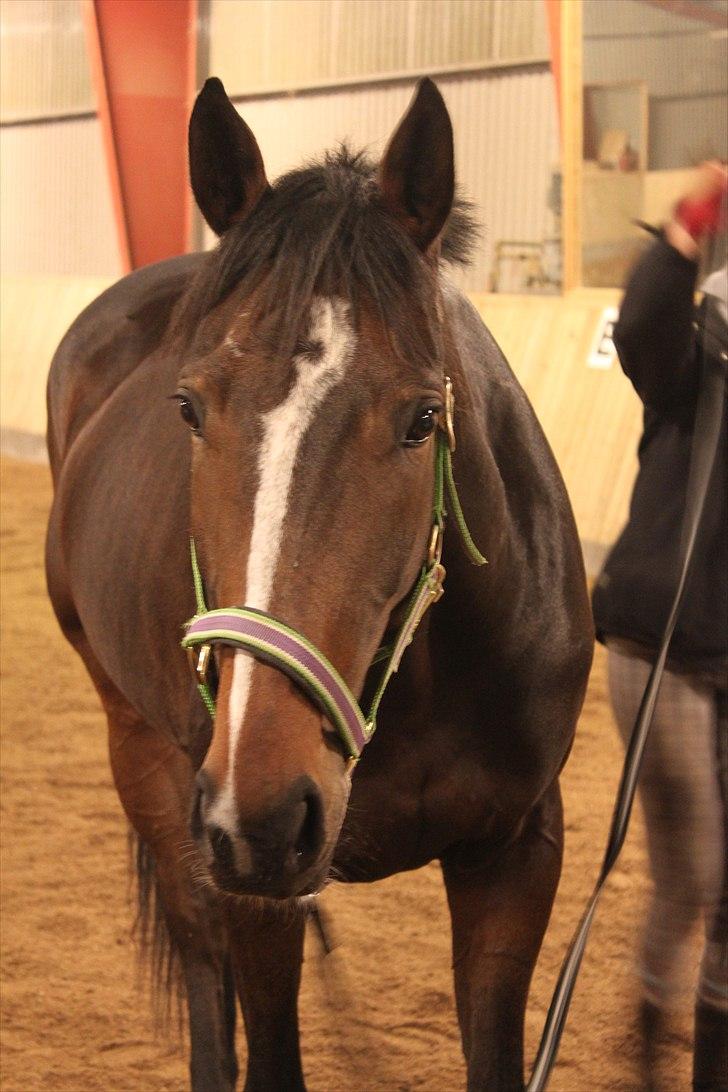 Anden særlig race Bøgedal's Fillipa - Hyggede lidt over i det store:D (Foto: Mig) billede 11