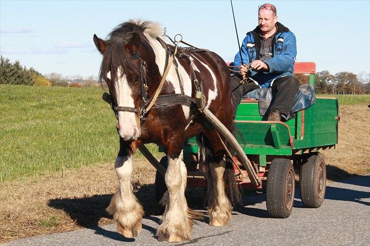 Tinker Anton *AVL`S HINGST* - 17-10-2010 På tur.. billede 16