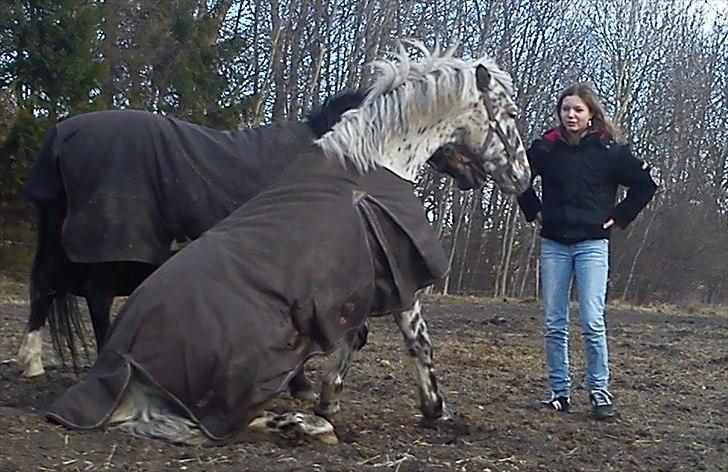 Appaloosa Collin-N - Jamen du er bare dejlig!! <33
 billede 18