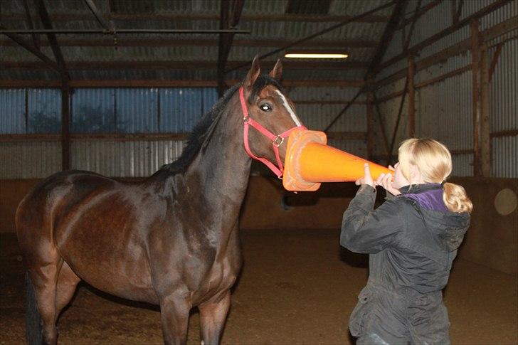Anden særlig race Bøgedal's Fillipa - Fillen kan godt lide kegler:D (Foto: Ditte(tror jeg))  billede 12