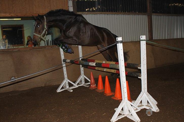 Anden særlig race Bøgedal's Fillipa - Løstspring:D (Foto: Mathilde) billede 14