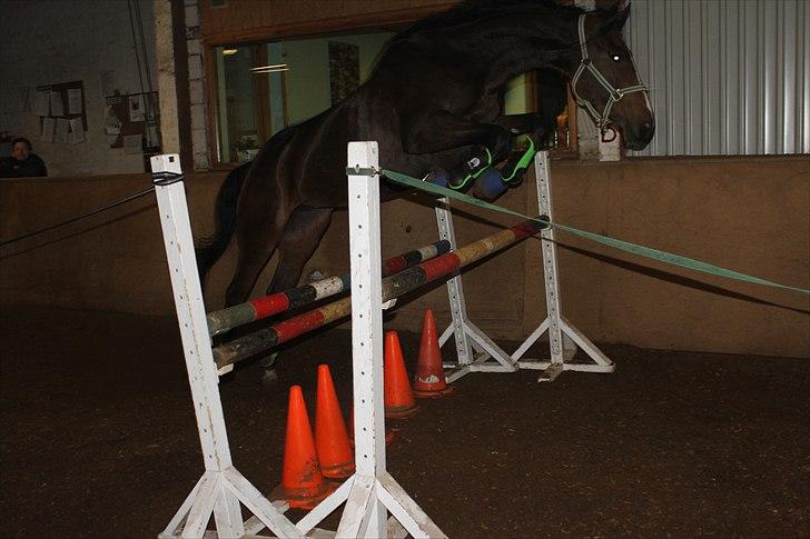 Anden særlig race Bøgedal's Fillipa billede 15