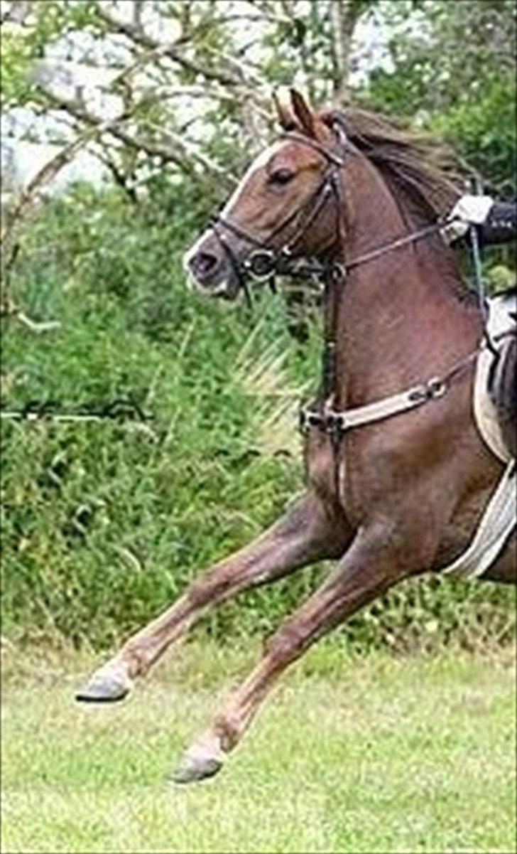 Anden særlig race Beauty Butterfly (LÅNTE) billede 15