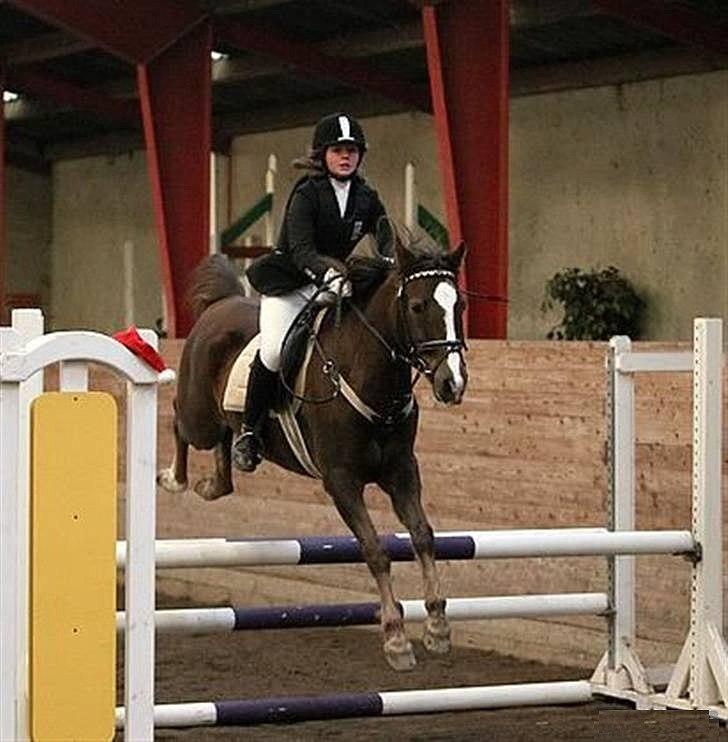 Anden særlig race Beauty Butterfly (LÅNTE) billede 16