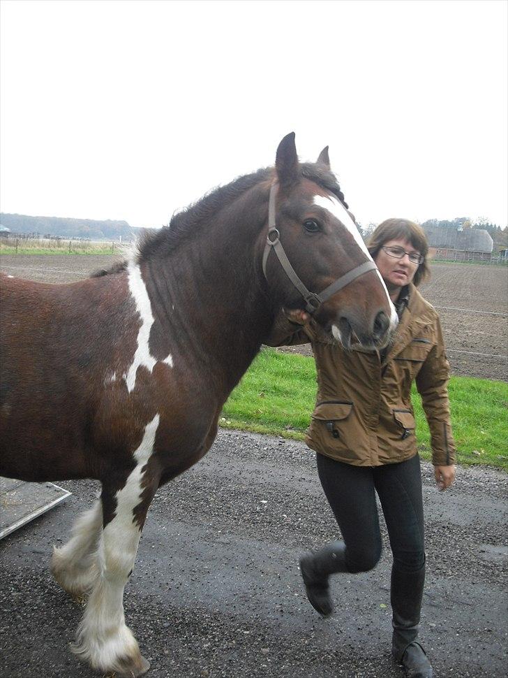 Irish Cob SIR CONNERY De CANTERVILLE - På vej ind til marken, det bliver spændende hvad det her er for noget. billede 6