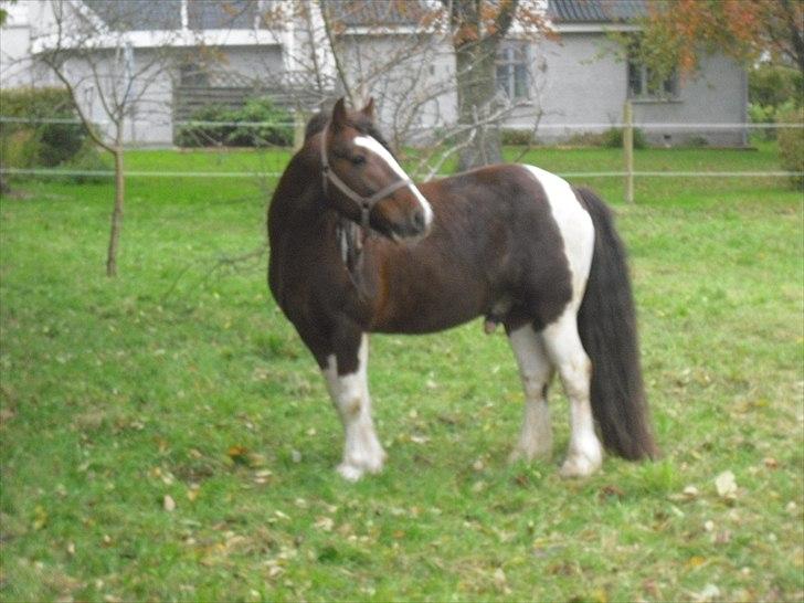 Irish Cob SIR CONNERY De CANTERVILLE - Hvem der. billede 7