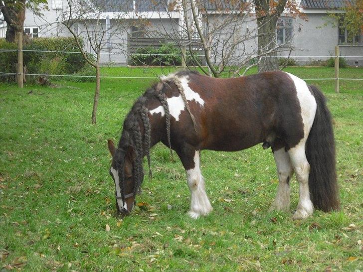 Irish Cob SIR CONNERY De CANTERVILLE - Travlt med at snuse alle pærerne, spændende....... billede 8