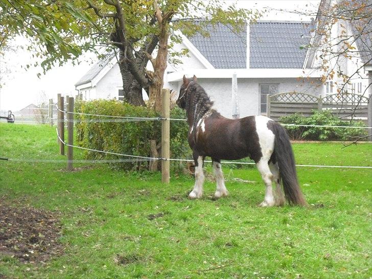 Irish Cob SIR CONNERY De CANTERVILLE - Hvem er det der står der oppe. LLlllaaaannnggggtttt vrinsk :o) billede 9