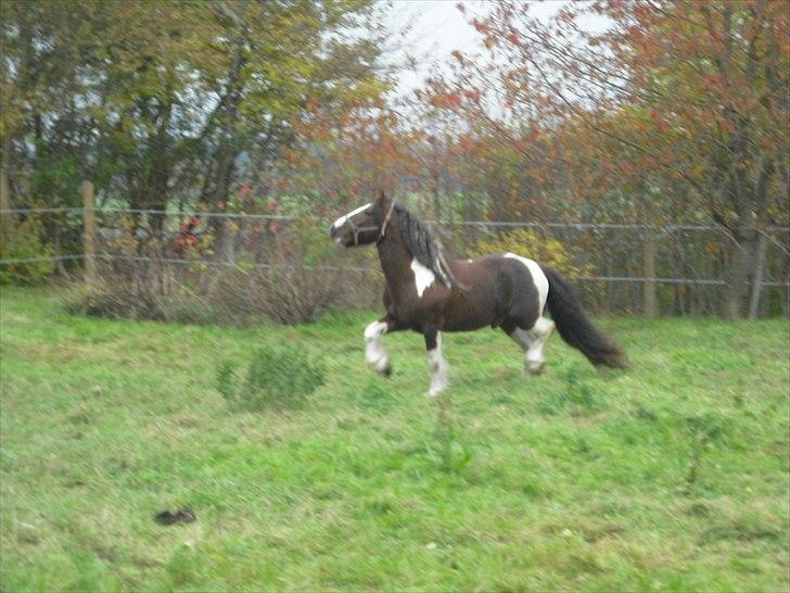 Irish Cob SIR CONNERY De CANTERVILLE - Sikken en masse vrinsk omkring mig, nu må jeg lige vise hvem jeg er. billede 10