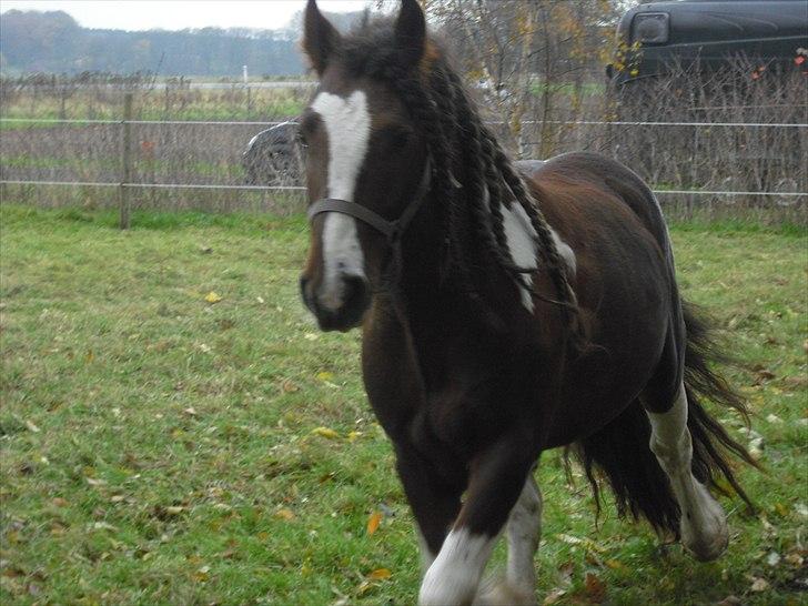 Irish Cob SIR CONNERY De CANTERVILLE - Dejligt. billede 11