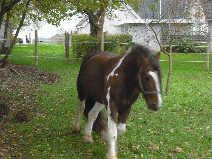 Irish Cob SIR CONNERY De CANTERVILLE - De 2 i baggrunden, hmmm, dem vil jeg gerne hilse på. billede 12