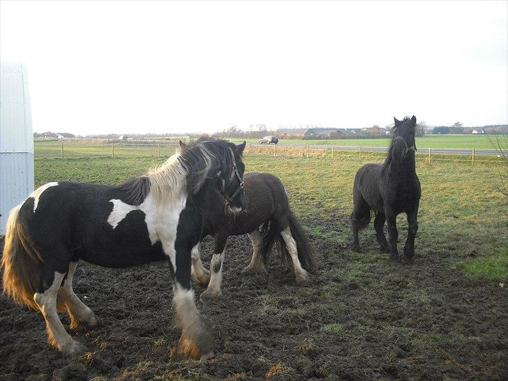 Irish Cob SIR CONNERY De CANTERVILLE - Mckale hilser på, hvem er du. Velkommen. McArthur er lidt mere skepsis, hvad laver du her... billede 13