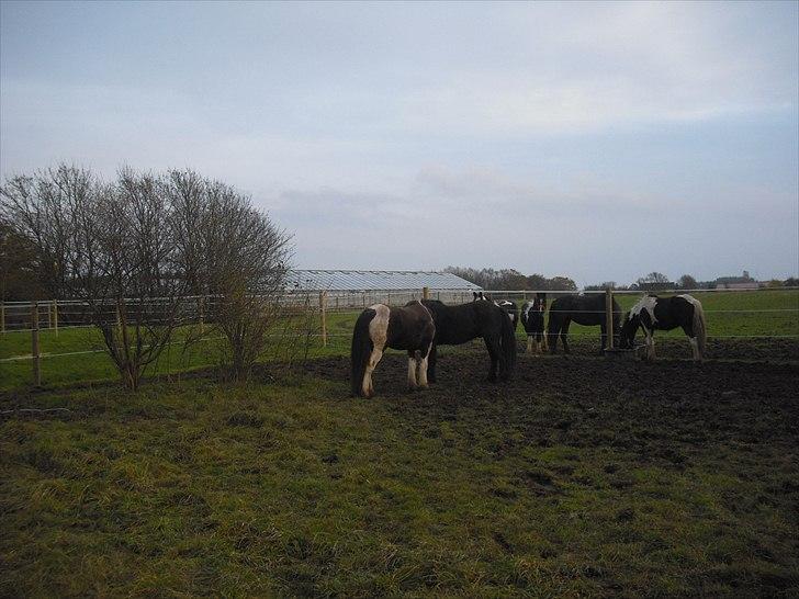 Irish Cob SIR CONNERY De CANTERVILLE - De tøser ser nu ikke så værst ud, men McArthur passer godt på dem, det skal han nok nå at blive træt af :o) billede 14