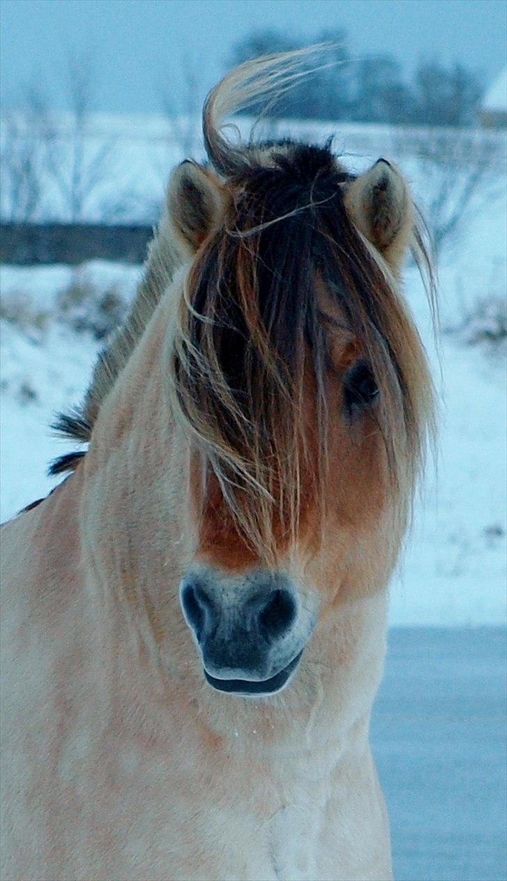 Fjordhest GRANIT HALSNÆS - Vinter - november 2010 billede 9