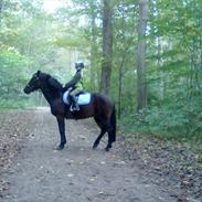 New Forest Navarana's Dion  X-PART