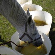 Arabisk fuldblod (OX) Alphaia