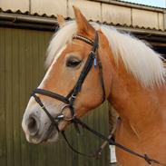 Haflinger Stanley *Rideskole*