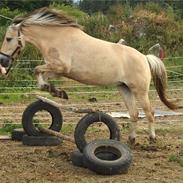 Fjordhest Mims / Mimse RIP