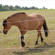 Anden særlig race Bailey *Gammel Part*