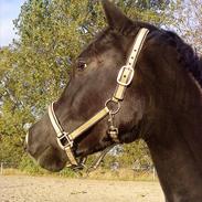 Tysk Sportspony Yanoir Nejlund