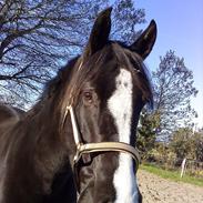 Tysk Sportspony Yanoir Nejlund