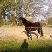 Tysk Sportspony Yanoir Nejlund