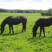 Oldenborg Amalie af Ravnsøgaard(SOLGT)