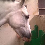 Anden særlig race Stabygård's Atilla(himmelhest)