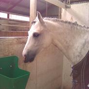 Anden særlig race Stabygård's Atilla(himmelhest)