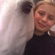 Anden særlig race Stabygård's Atilla(himmelhest)