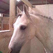 Anden særlig race Stabygård's Atilla(himmelhest)