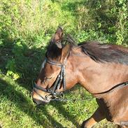 Anden særlig race Klaus