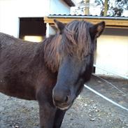 Islænder Rökkvadis