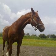 Dansk Varmblod Lancaster