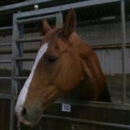 Dansk Varmblod Lancaster