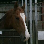 Dansk Varmblod Lancaster