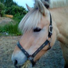 Fjordhest mølhøjs fenja