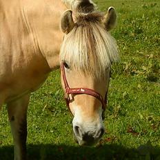 Fjordhest mølhøjs fenja