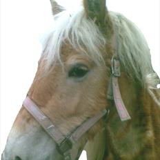 Tyroler Haflinger ICE RØGTERGÅRD