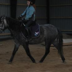 Dartmoor Innis Jerry. (Tidligere pony < 3)