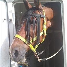 Anden særlig race Regitze